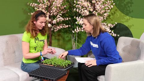 VIDEO ⟩ Teadur õpetab, mida silmas pidada tomatite pikeerimisel