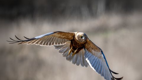 LOODUSFOTO ⟩ Roo-loorkull on osav purilendur