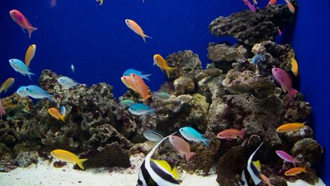 USKUMATU ⟩ Õilis tegu viis katastoofini: loomapäästja seiab silmitsi süüdistusega