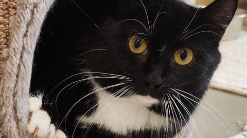 KODUOTSIJA ⟩ Õrna hingega Ronda otsib oma inimest