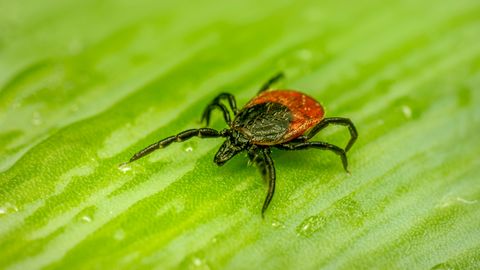 Puugid ründavad: kas sinu kaitse puukentsefaliidi vastu on piisav?