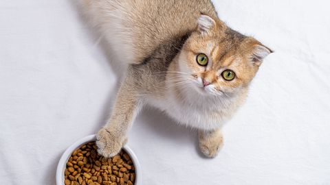 Levinud viga, mida paljud kasside toitmisel teevad – seda on tegelikult väga lihtne vältida