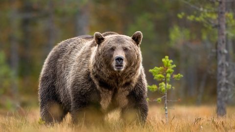 USKUMATU VIDEO ⟩ Hiigelkaru hiilib mehele ligi keset elamurajooni – vaata, kuidas elanik olukorra lahendab