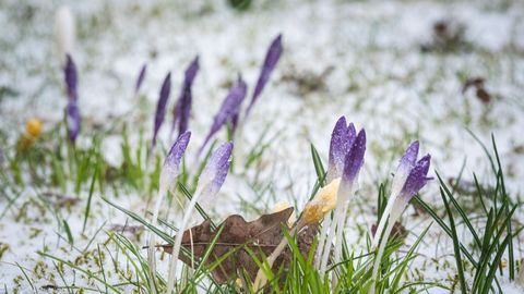 LUMINE KEVAD ⟩ Eesootavad jahedad ilmad toovad lörtsi ja lumesadu