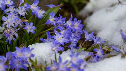LUMI TULEB MAHA ⟩ Kasukad välja! Aprilli lõpp üllatab külma ilmaga