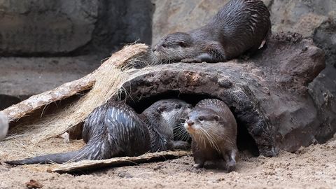 LOOMARIIK ⟩ Aasia sõrmiksaarmad kolisid tagasi vihmametsamajja