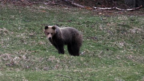 Poolas hukkus karurünnakus 58-aastane naine