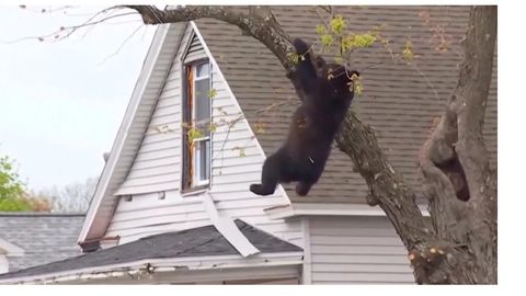 VIDEO ⟩ Päästjad aitasid puu otsast alla neli tundi lõksus olnud hirmunud karu