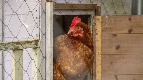Tartu vallas suri linnugrippi hulk kodulinde