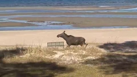 VIDEO ⟩ Põder sörkis päise päeva ajal Võsu rannas