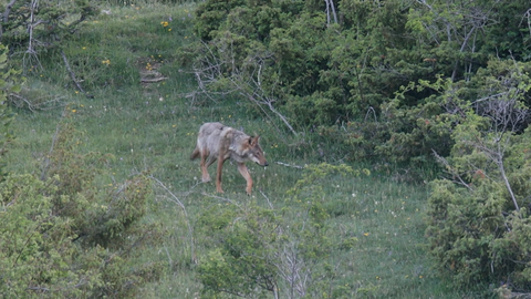 JULM KURITEGU ⟩ Itaalia rahvuspargist leiti 18 mürgitatud hundi korjused