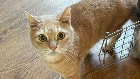 PÄEVAKÄPP ⟩ Mitu korda kodu kaotanud kass jäi kurval põhjusel taas peremehest ilma