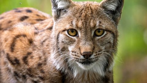 VIDEO ⟩ Saaremaal ilvesega kohtunud autojuht sai erakordse vaatepildi osaliseks: «Puhas vedamine»