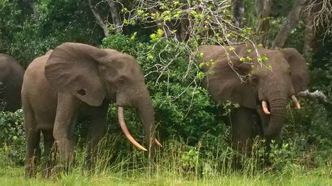 Gabonis tallasid elevandid surnuks USA miljonärist trofeeküti