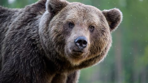 VIDEO ⟩ Rajakaamera jäädvustas Viljandimaal ootamatu hetke, kuidas karu põtra taga ajas