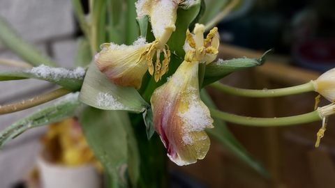 KEVAD NAASEB ⟩ Järgmise nädala lõpul hakkab temperatuur järsult tõusma