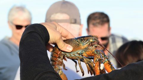 Homaarid ja muud koorikloomad – nad kõik siiski tunnevad valu, kui neid elusalt keedetakse