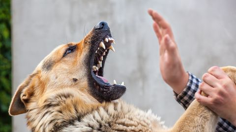 Koerakäitumise eksperdid: seda omadust peetakse sageli ekslikult agressiooniks