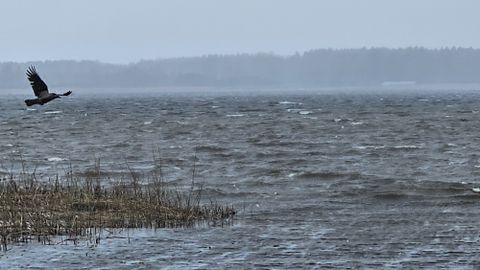PETLIK KEVAD ⟩ Aprilli lõpuspurt: kas ootamatult maha sadanud lumi üllatab veel?