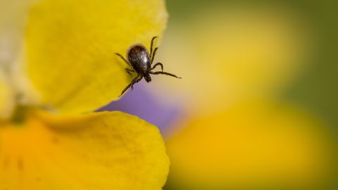 ISTUTA JUBA TÄNA ⟩ Looduslik salarelv hoiab puugid koduaiast eemale