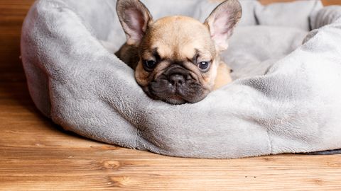 NARKOKAUBANDUSE OHVER ⟩ Kutsika loomaarsti juurde viinud naist ootab ees vanglakaristus