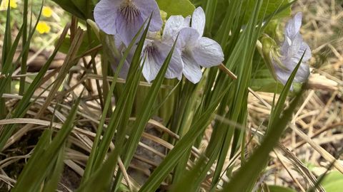 LOODUSKALENDER ⟩ Täiskuu muudab ilma soojaks