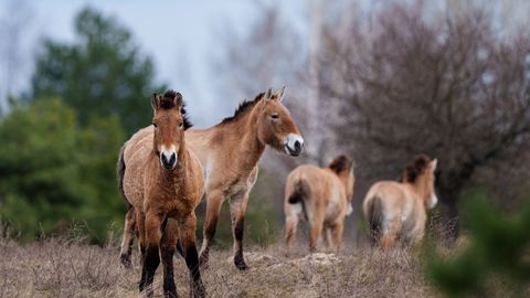 ÜLEVAADE ⟩ Väljasuremise äärel olnud metsikud hobused leidsid uue kodu Tšornobõlis