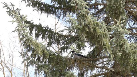 Anne kanali ääres olla nähtud taas kurja varest