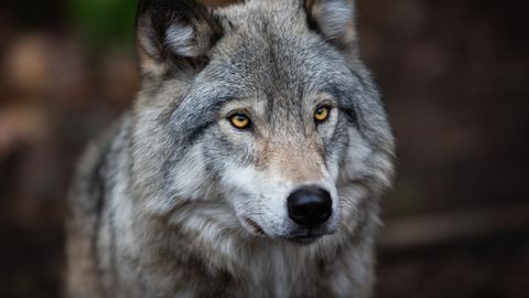 Massimürgitamine jätkub: leiti veel kaheksa hundi surnukehad