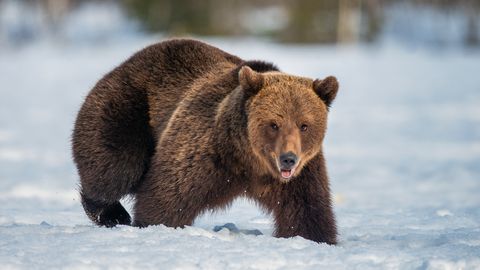 Lääne-Virumaal filmitud karuvideo ajas inimesed segadusse: kas tegu oli tehnisintellektiga?