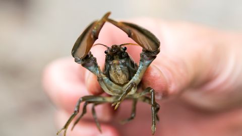 SURMAV HEATEGU ⟩ Aktivist «päästis» Briti restoranist lemmikloomaks olnud vähi