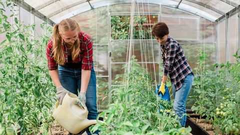 Mahlase saagi saladus: ootamatud naabrid, mis muudavad tomatid veelgi maitsvamaks