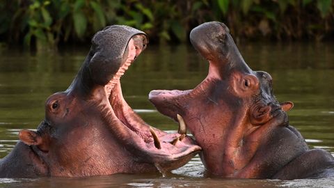 India miljardäri poeg pakub kodu Colombia narkoparuni Escobari jõehobudele