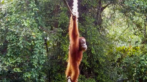 Erakordne video Indoneesiast: orangutan ületas köissilla abil maantee
