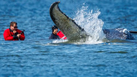 Ootamatu pööre: ärimehed tõttasid hukule määratud vaalale appi