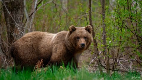 VÕIMSAD FOTOD ⟩ Loodusfotograaf kohtus Peipsiääre vallas karuga: jalutasime paarsada meetrit kõrvuti