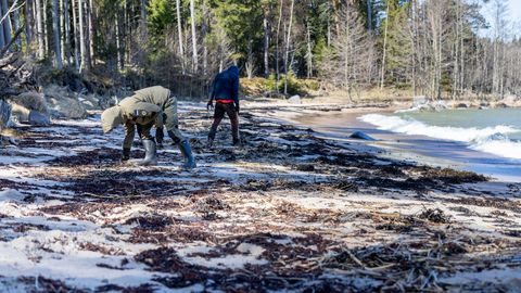 760 KILOGRAMMI MASUUTI ⟩ Põhjarannikule on jõudnud arvatav Ust-Luga naftareostus