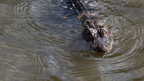 VIDEO ⟩ Florida politseinik arreteeris alligaatori: parklas toimunud maadlus lõppes ootamatu trikiga