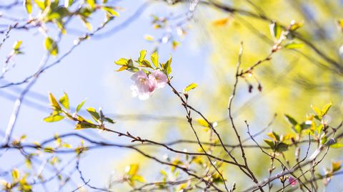 SUVINE NÄDALALÕPP ⟩ Lähipäevil tuleb kuni 21 soojakraadi