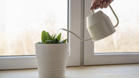 Kas kraanivesi peaks enne kastmist veidi seisma?