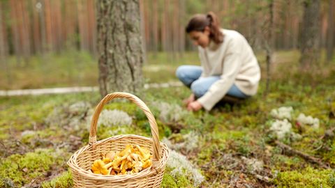 ETTEVAATUST ⟩ Eesti metsadeski kasvav hinnatud kevadseen viis ühe lõunanaabri surma veerele