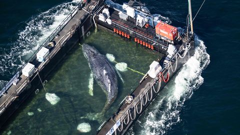 Vastuoluline vaalapäästmine: avalikkus juubeldab, merebioloogid nimetavad operatsiooni loomapiinamiseks