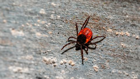 Proviisor: mida teha, kui puukentsefaliidi vastu vaktsineerimine jäi pooleli?