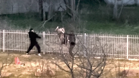 VIDEO ⟩ «Täitsa huvitav vaatepilt!» Pirital jäi põder aia peale rippuma, möödujad tõttasid appi