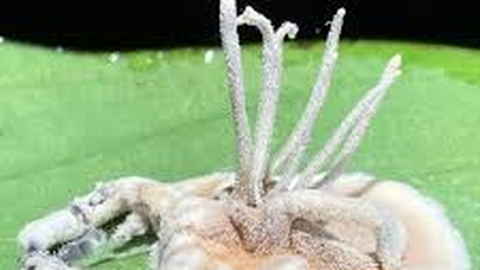 Amazonases leiti seent matkiv zombiämblik – miks see ometi nii on?