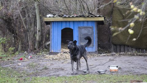 Valitsus toetas koerte ketis pidamise ja zoofiilia keelustamist