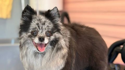 Kohtla-Järvel otsitakse kadunud koera: «Pole öö läbi maganud, muudkui nutame»