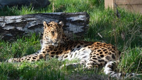 USKUMATU VIDEO ⟩ Leopard tungis alkoholipoodi ja asus inimesi ründama – vaata, mis edasi juhtus!