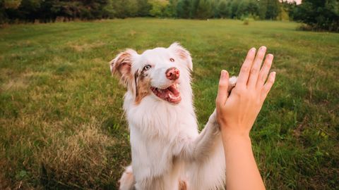PÄEVAHOROSKOOP ⟩ 4. mai: Neitsi peresuhted vajavad tähelepanu, Sõnnil on hea aeg süvenemiseks