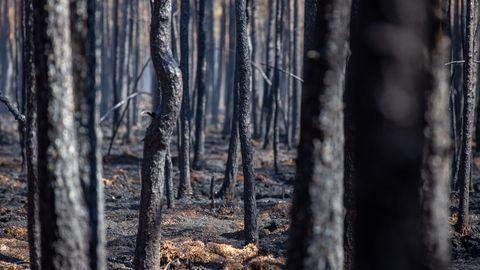 FOTOD ⟩ Onnid, lõkked ja kuiv turvas: kas Viimsi raba on ühe sädeme kaugusel katastroofist?